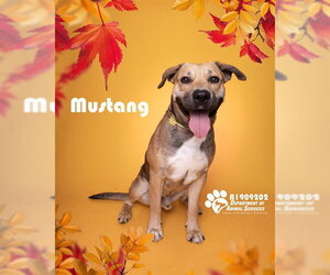 MUSTANG - Male Mutt Dog for Adoption - Photo #4