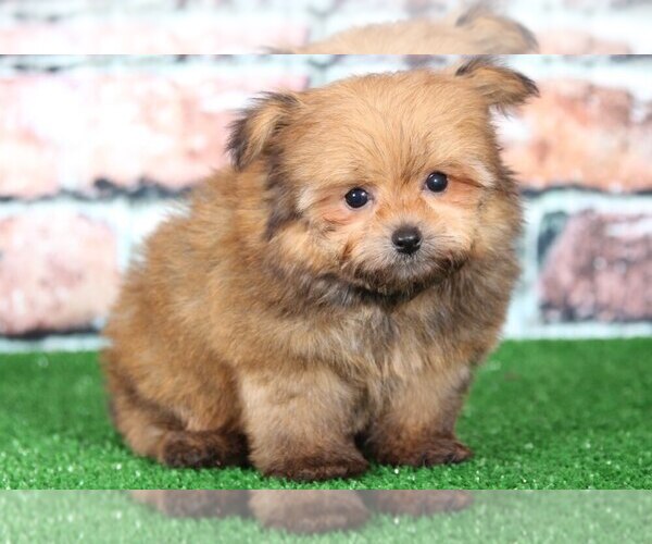 View Ad Pomeranian Puppy for Sale near Maryland, BEL AIR