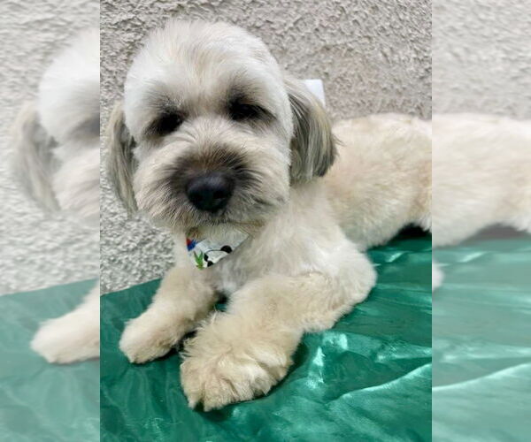 Medium Photo #2 Lhasa Apso Puppy For Sale in San Diego, CA, USA