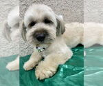 Small #1 Lhasa Apso