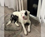 Small Australian Shepherd Mix