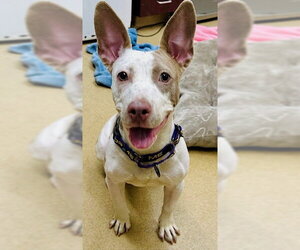 Miniature Bull Terrier-Unknown Mix Dogs for adoption in Derwood, MD, USA