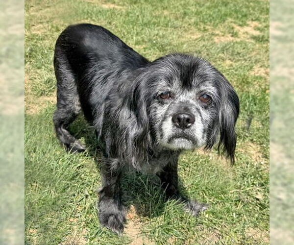 Medium Photo #6 Cocker Spaniel-Unknown Mix Puppy For Sale in Arlington, VA, USA