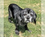 Small #5 Cocker Spaniel Mix