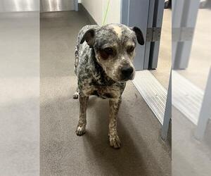 Mutt Dogs for adoption in HESPERIA, CA, USA