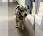 Small Mutt