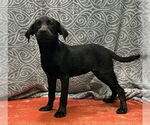 Small #1 Labrador Retriever Mix