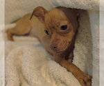 Blair - Female ShiChi Dog for Adoption - Small photo