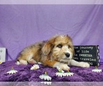 Small Photo #43 Bernedoodle-Poodle (Toy) Mix Puppy For Sale in BLACK FOREST, CO, USA