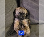 Small #1 Auss-Tzu
