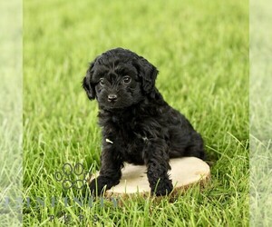 Poovanese Puppy for sale in RONKS, PA, USA