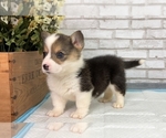 Small Photo #9 Pembroke Welsh Corgi Puppy For Sale in HOUSTON, TX, USA