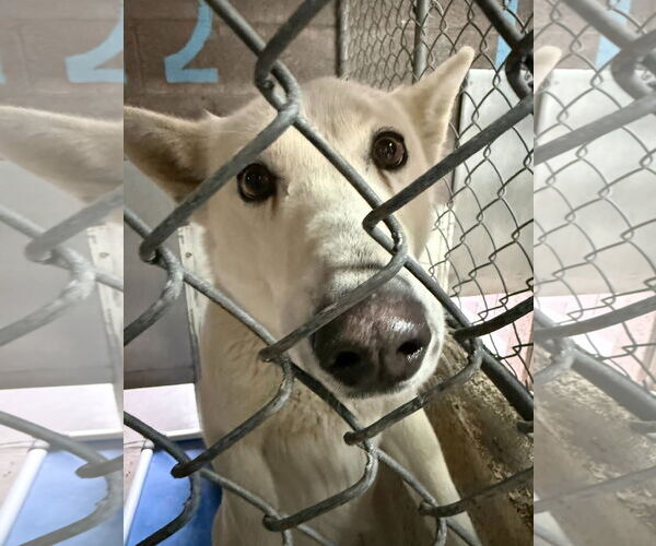 Medium Photo #1 Siberian Husky-Unknown Mix Puppy For Sale in Las Vegas, NM, USA