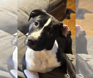 Shepradors Dogs for adoption in Princeton, MN, USA