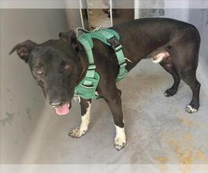Border Collie Dogs for adoption in Tracy, CA, USA