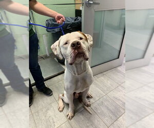 Masti-Bull Dogs for adoption in Grand Prairie, TX, USA