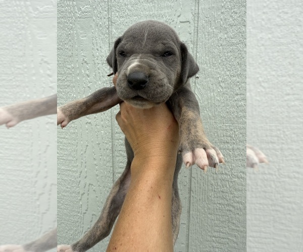 Medium Photo #2 Great Dane Puppy For Sale in HALLETTSVILLE, TX, USA