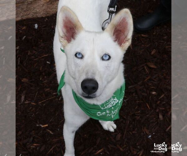Medium Photo #4 Siberian Husky-Unknown Mix Puppy For Sale in Washington, DC, USA