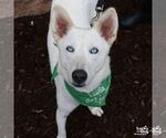 Small #3 Siberian Husky Mix