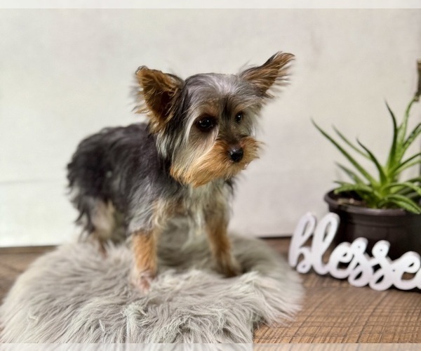 Medium Photo #9 Yorkshire Terrier Puppy For Sale in NAPPANEE, IN, USA
