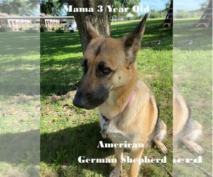 Mother of the German Shepherd Dog puppies born on 07/29/2020