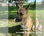 Small Photo #1 German Shepherd Dog Puppy For Sale in SAINT LOUIS, MO, USA