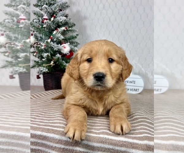 Medium Photo #5 Golden Retriever Puppy For Sale in GREENFIELD, IN, USA