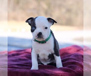 Boston Terrier Puppy for Sale in PORT ROYAL, Pennsylvania USA