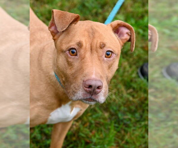 Medium Photo #7 American Pit Bull Terrier Puppy For Sale in Glen Allen, VA, USA