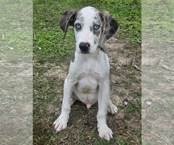 Medium Photo #9 Australian Shepherd-Unknown Mix Puppy For Sale in Wakefield, RI, USA