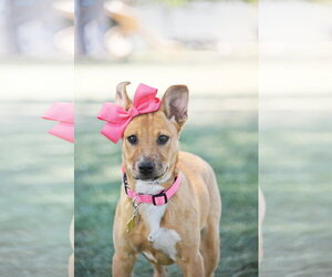 Labrador Retriever-Unknown Mix Dogs for adoption in Sandy, UT, USA
