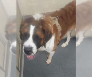 Medium Saint Bernard