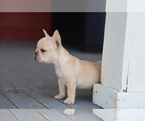 French Bulldog Puppy for sale in MEDINA, OH, USA