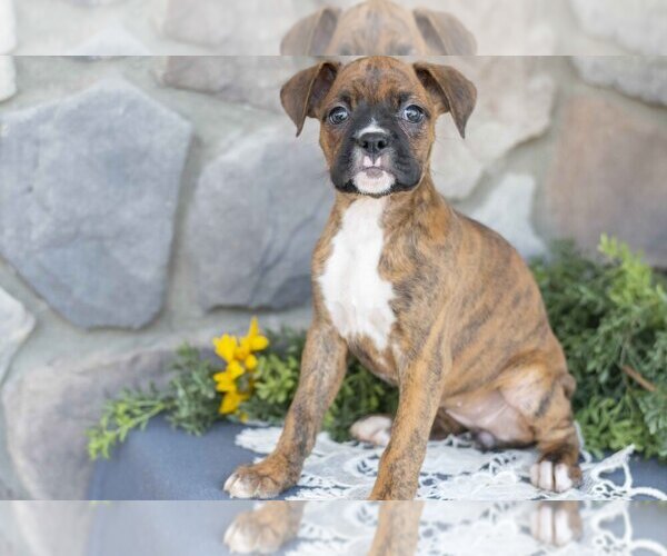 Medium Photo #1 Boxer Puppy For Sale in SHILOH, OH, USA