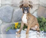 Puppy Barbie Boxer
