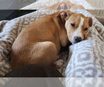 Small #1 Labrador Retriever Mix