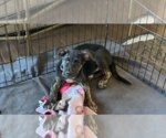 Small #2 Mountain Cur Mix