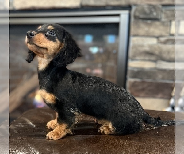 Medium Photo #8 Dachshund Puppy For Sale in NOBLESVILLE, IN, USA