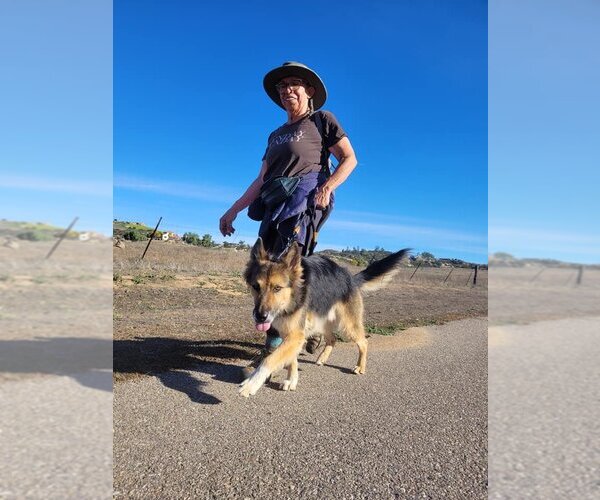 Medium Photo #2 Collie-Unknown Mix Puppy For Sale in  Ramona, CA, USA