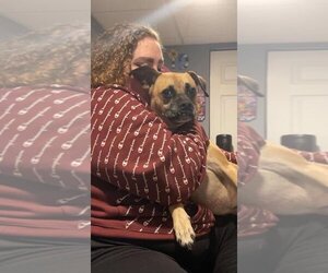 HOLLY - Female Boxer-Unknown Mix Dog for Adoption - Photo #12