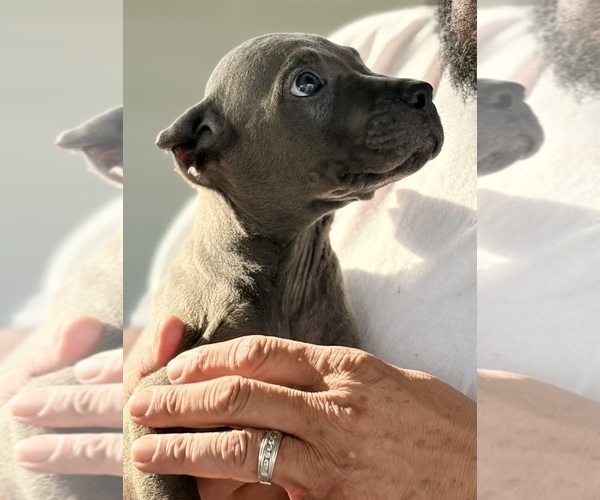 Medium Photo #28 Cane Corso Puppy For Sale in ANDERSON, IN, USA