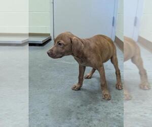 American Pit Bull Terrier-Unknown Mix Dogs for adoption in Texas City, TX, USA