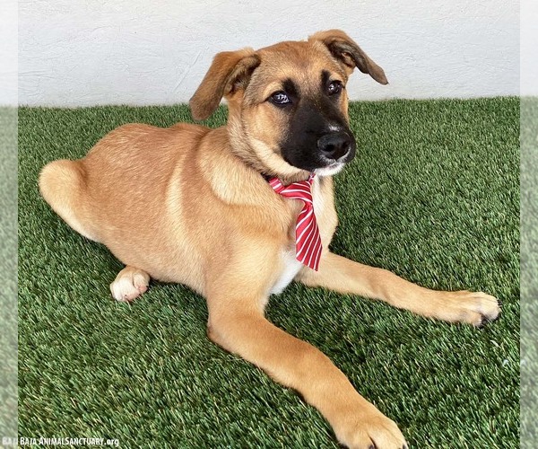 Medium Photo #2 Black Mouth Cur-Unknown Mix Puppy For Sale in San Diego, CA, USA