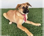 Small #1 Black Mouth Cur Mix