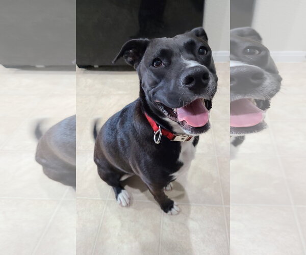 Medium Photo #46 American Staffordshire Terrier-Unknown Mix Puppy For Sale in Rosenberg, TX, USA