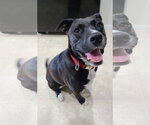 Small #45 American Staffordshire Terrier Mix