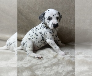 Medium Dalmatian