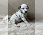 Puppy Nilla Dalmatian