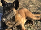 Small Photo #10 Belgian Malinois Puppy For Sale in WEST PLAINS, MO, USA