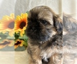 Small Photo #7 Shih Tzu Puppy For Sale in ORLANDO, FL, USA